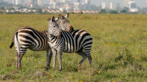 Kenya View