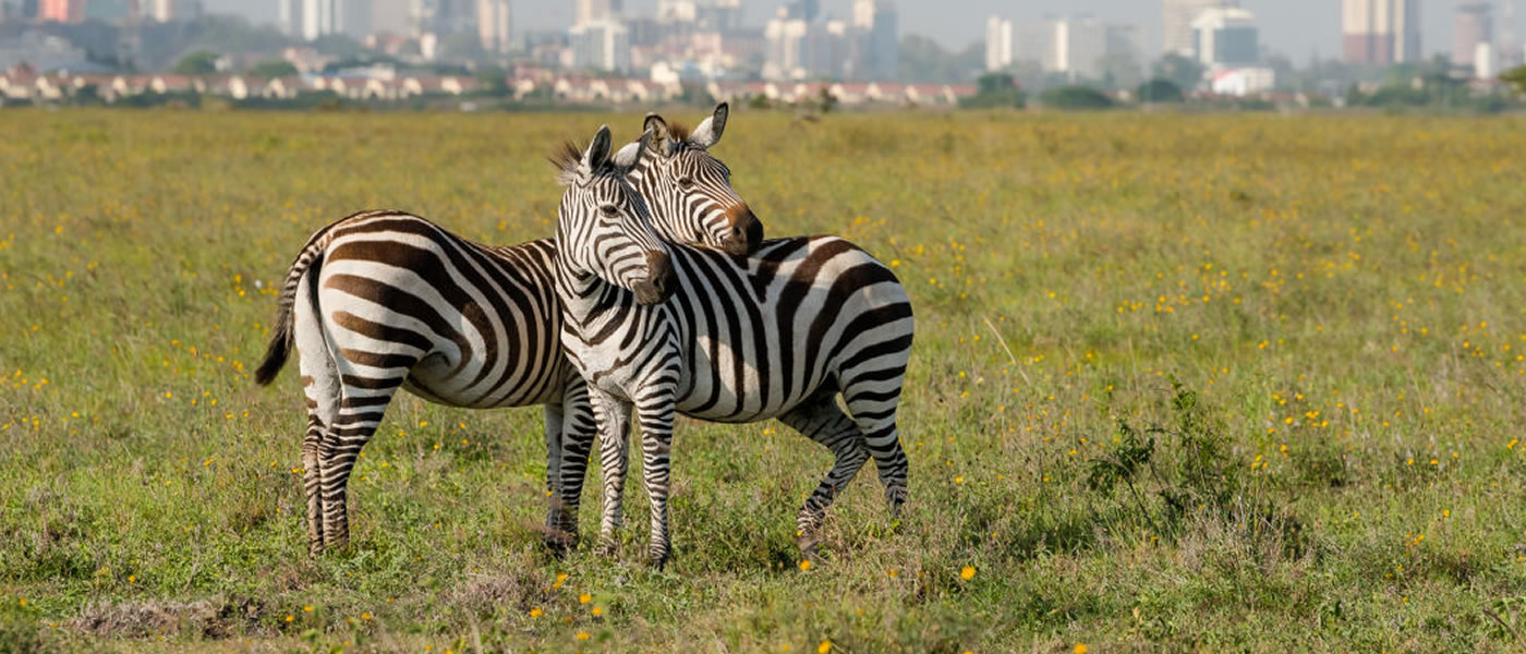 Kenya View