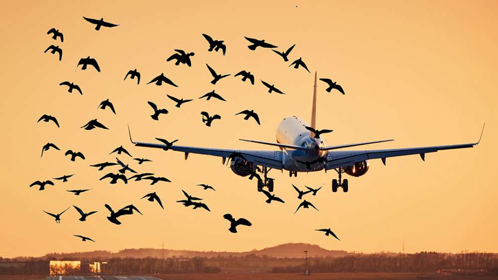 Airplane landing on runway. Traffic at airport at golden sunset.