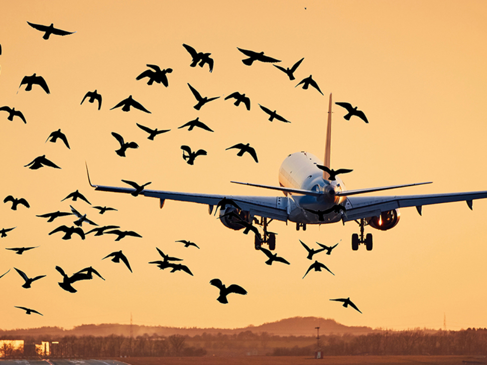 Airplane landing on runway. Traffic at airport at golden sunset.